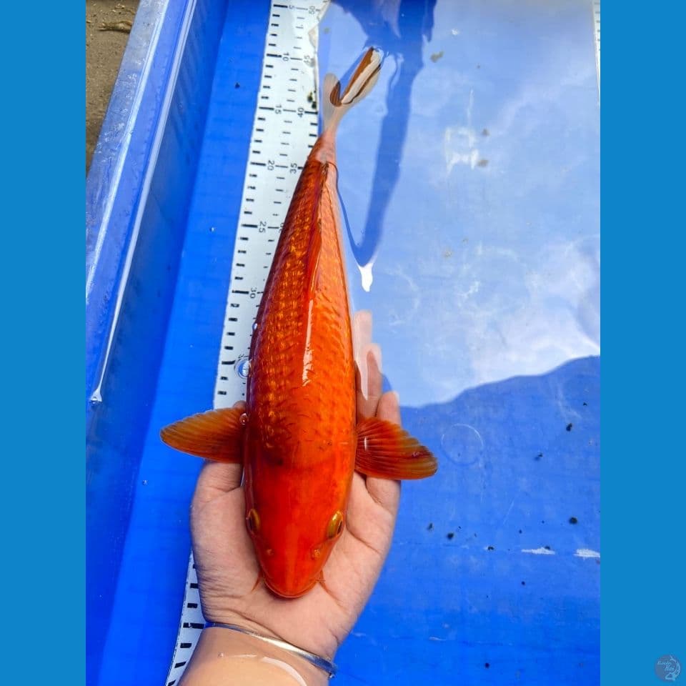 jantan red karamel punuk