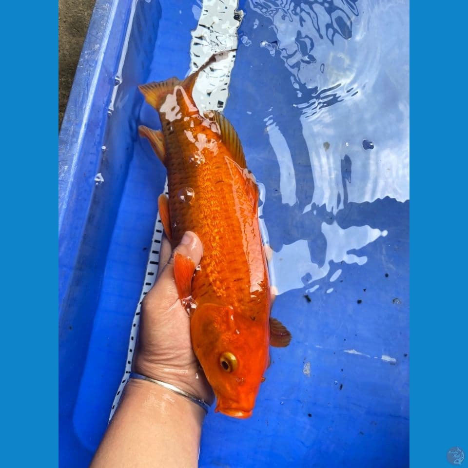 jantan red karamel punuk
