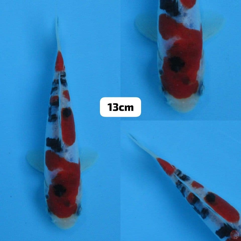 13cm male , Minion sanke doitsu sq