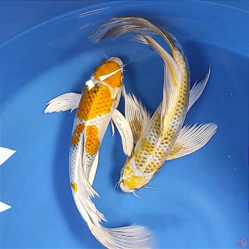 Gondrong 34-35cm