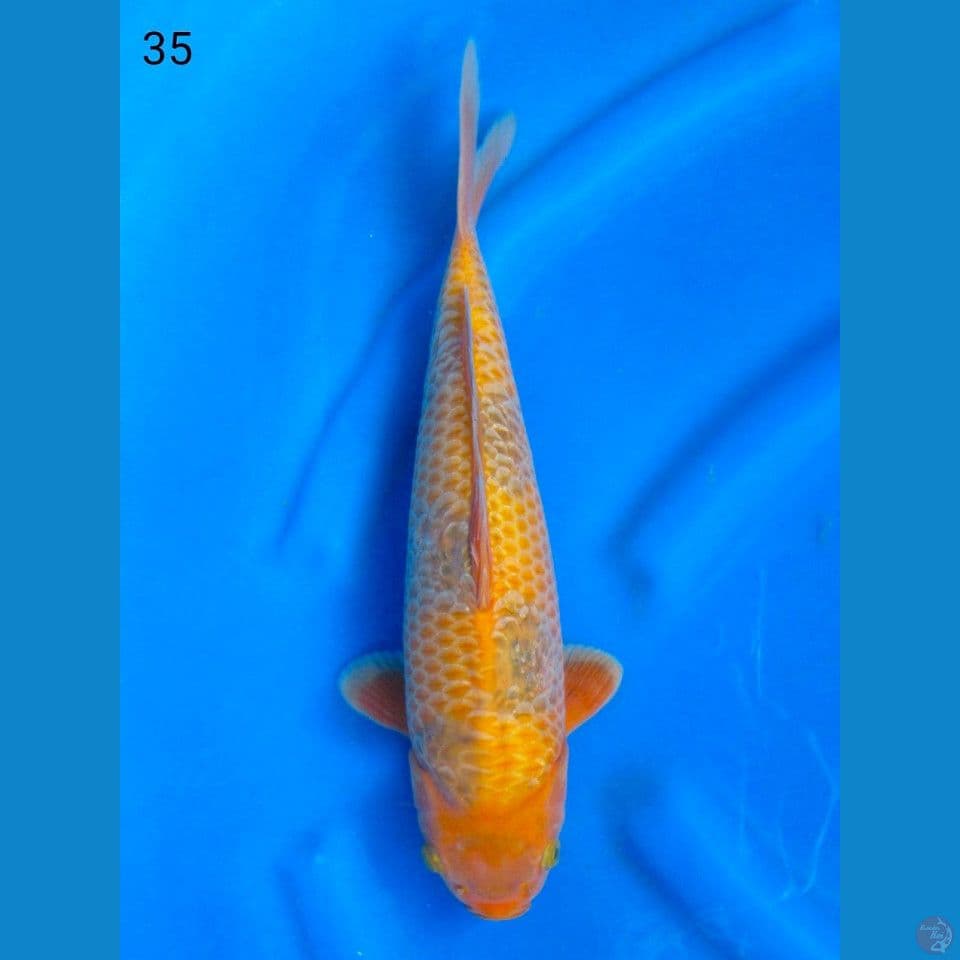 SABIKOYO, 35CM MALE