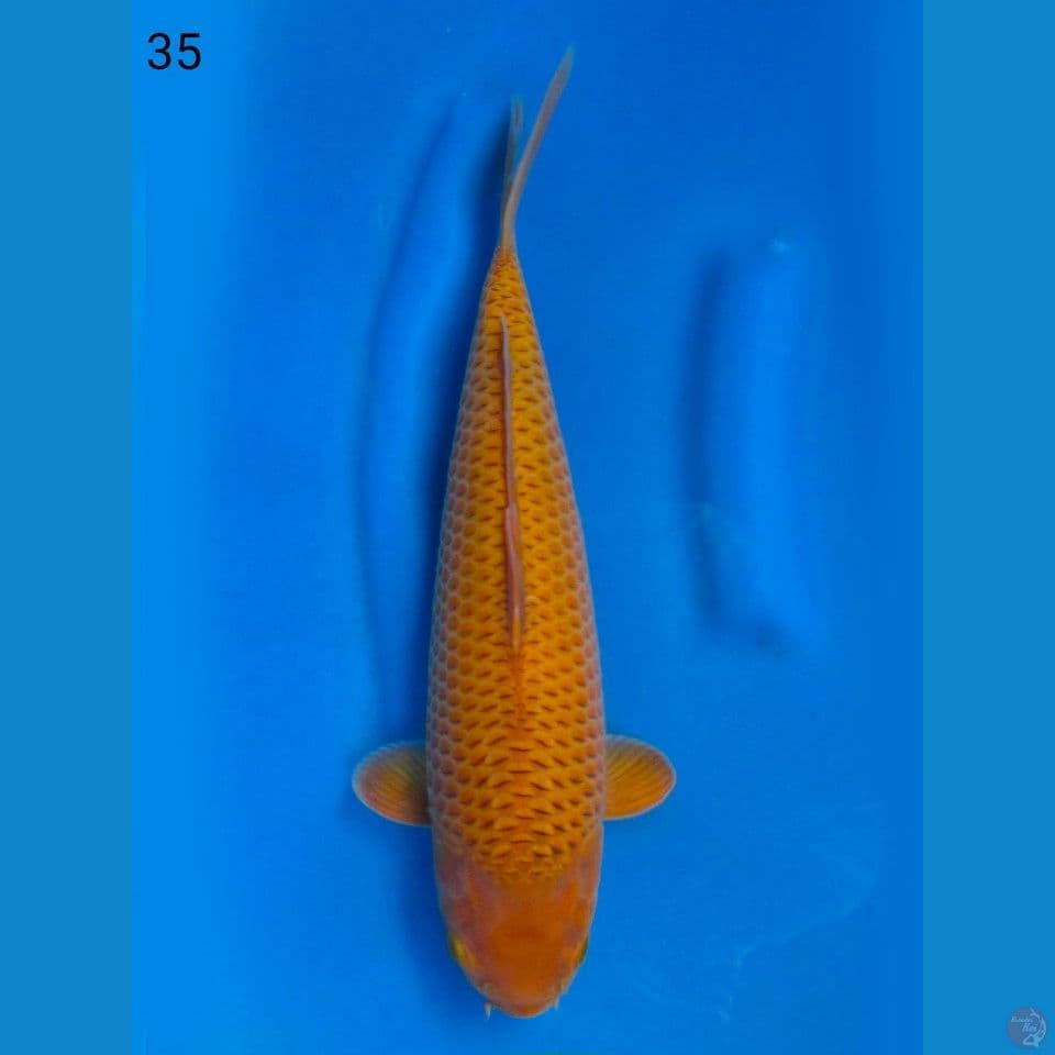 CARAMEL, 35CM MALE