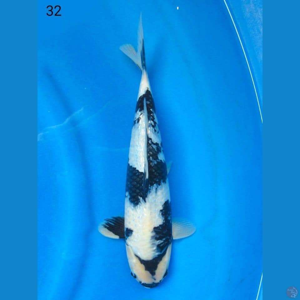 SHIRO GINRIN CALON ISTIMEWA, 32CM MALE