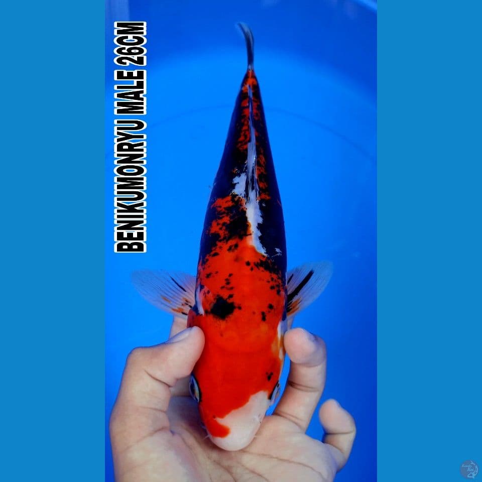 BENIKUMONRYU 26CM