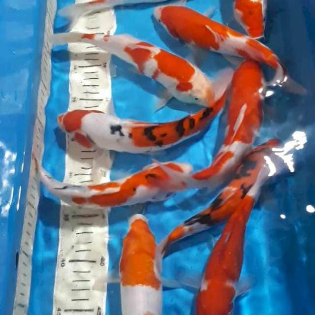 MIX KOI 21 SAMPAI 25 CM