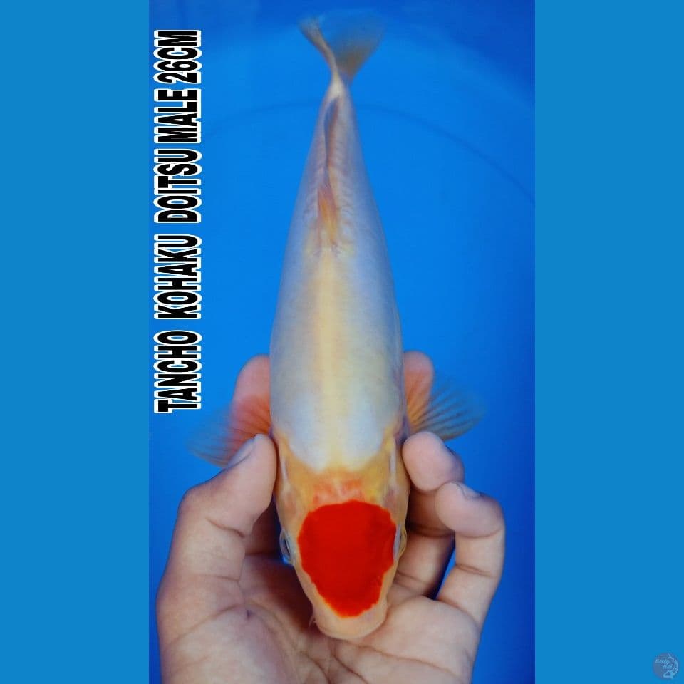 doitsu 26cm
