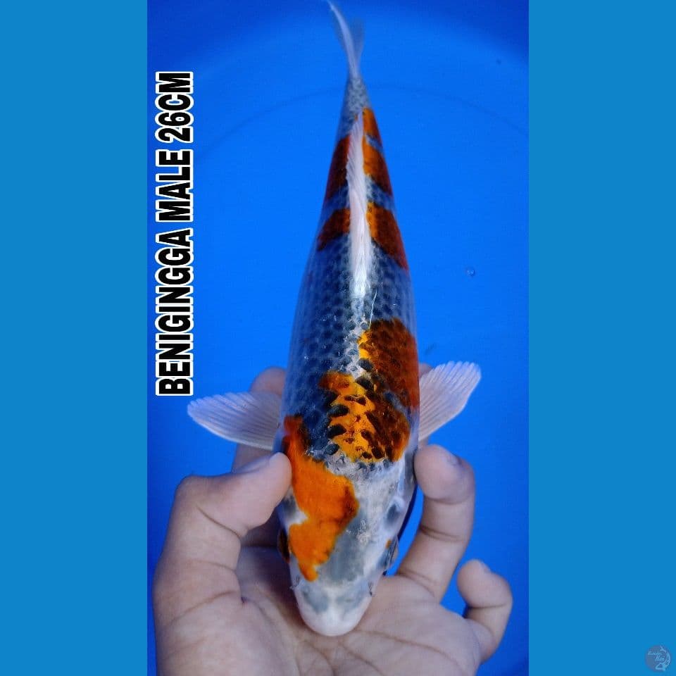 GINGGA 26CM