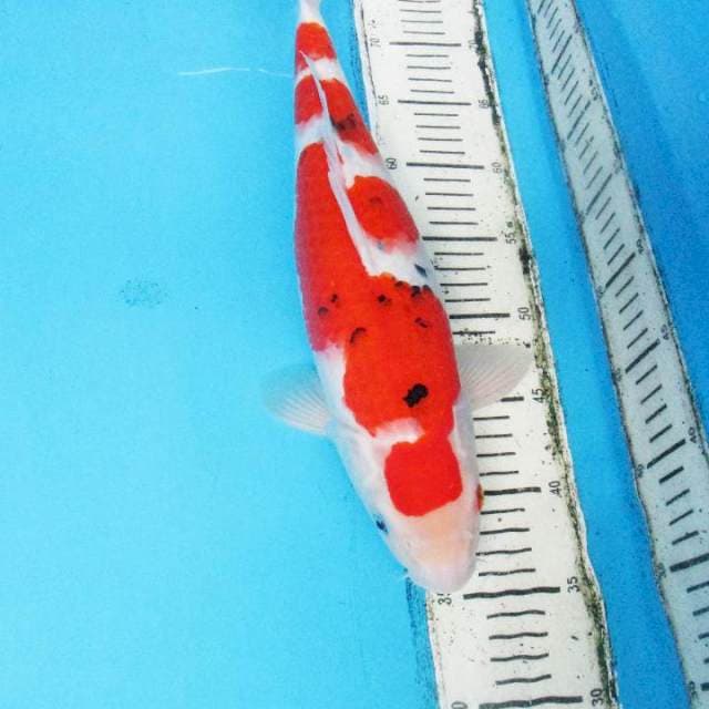 INAZUMA SANKE SUPER BULKY 40 CM