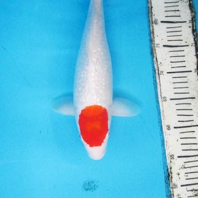 ORIGINAL TANCHO KOHAKU GINRIN
