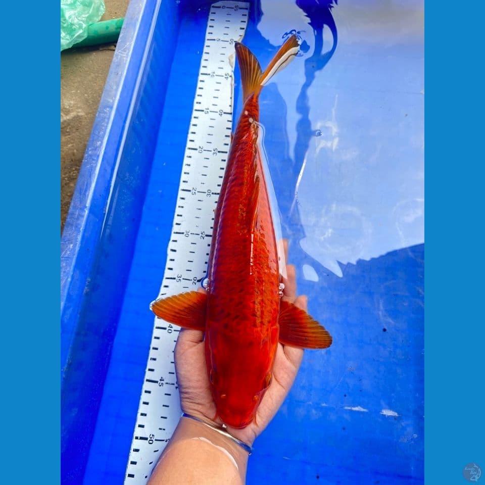 karamel salak jantan 36