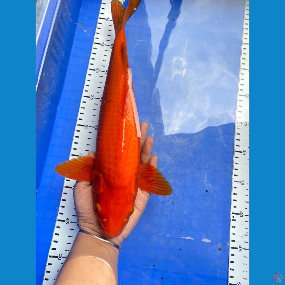 punuk jantan karashi