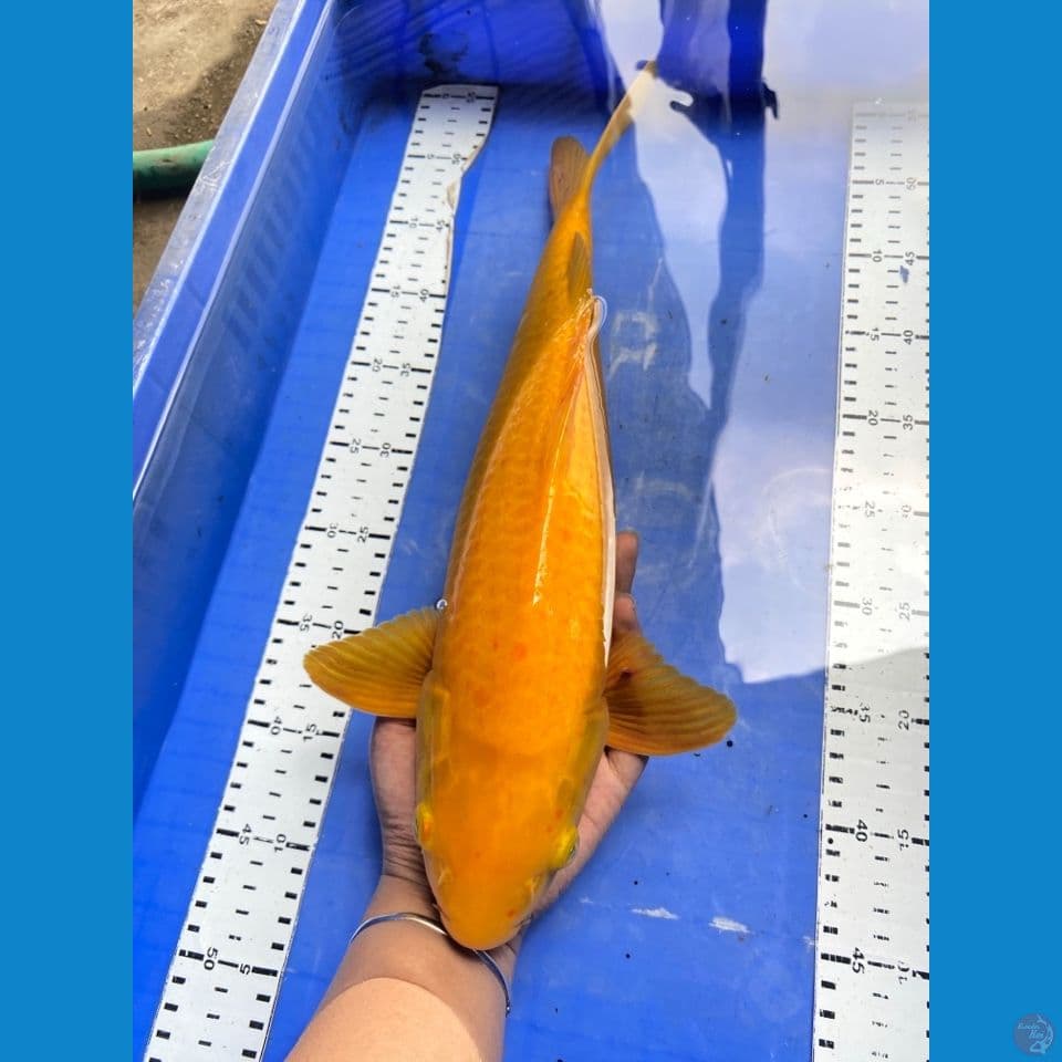 jantan 43 karashi lemon