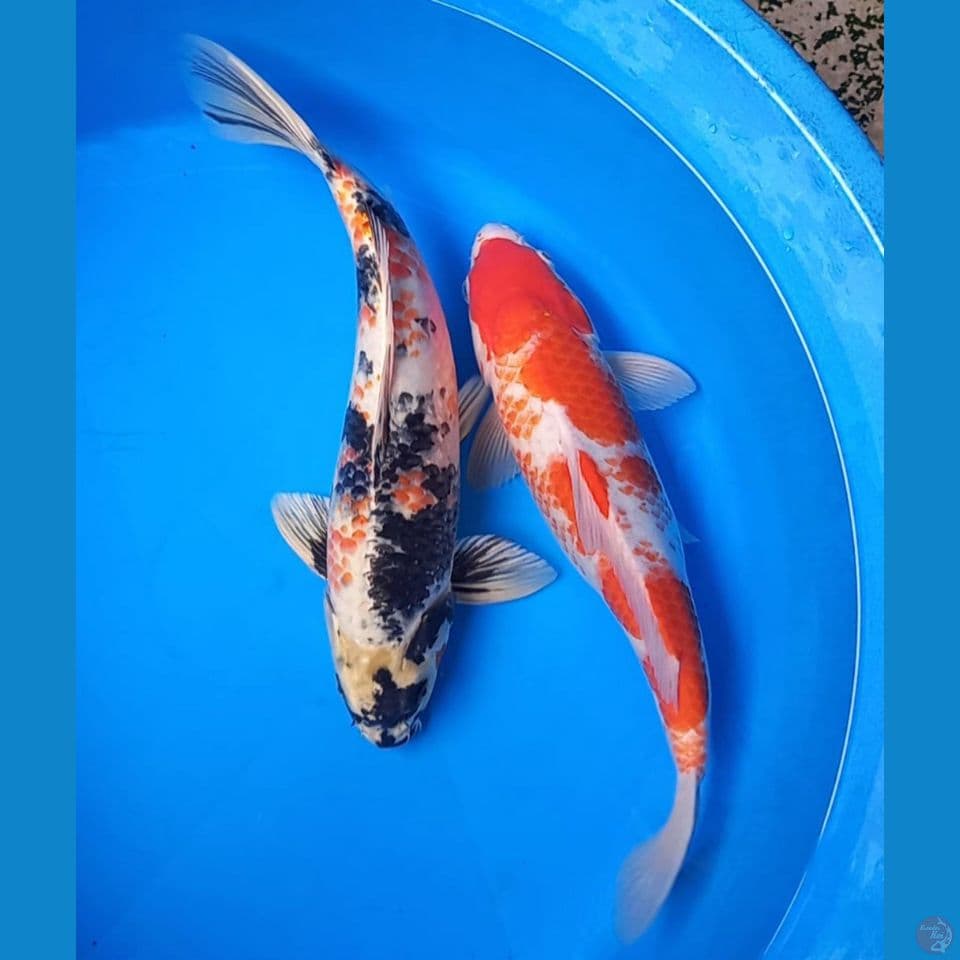 RARE KANOKO 37CM MALE