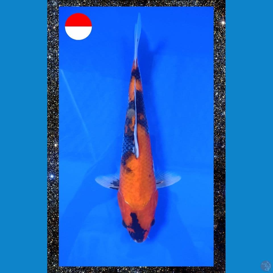Showa 27 cm male