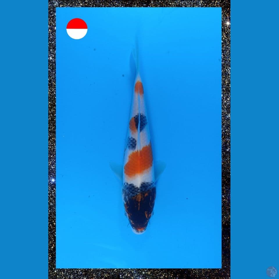 Showa 23cm