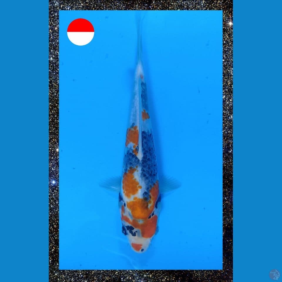 Kage Showa 26 cm