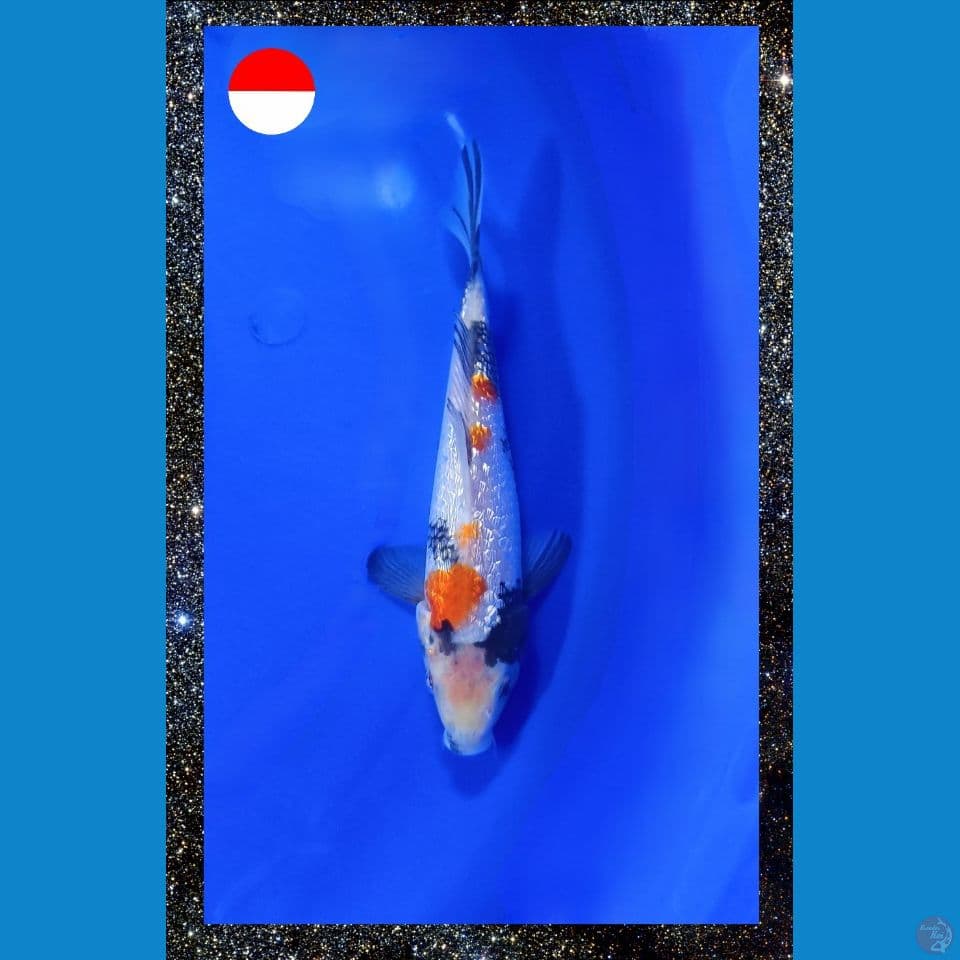 Ginrin Showa 21cm