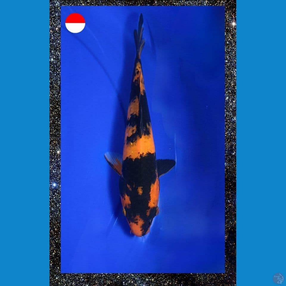 Utsuri 29 cm