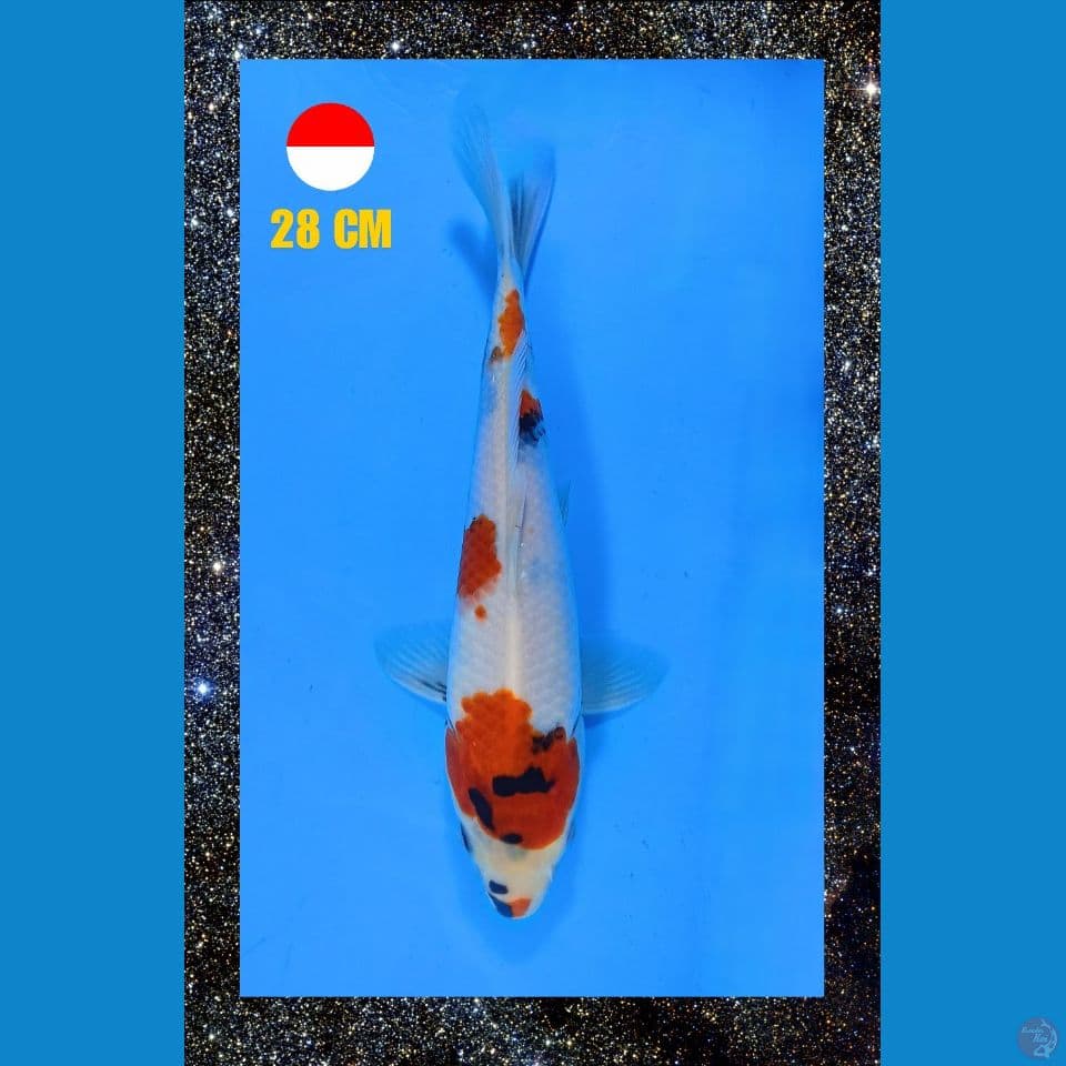 Tancho Showa 28 cm