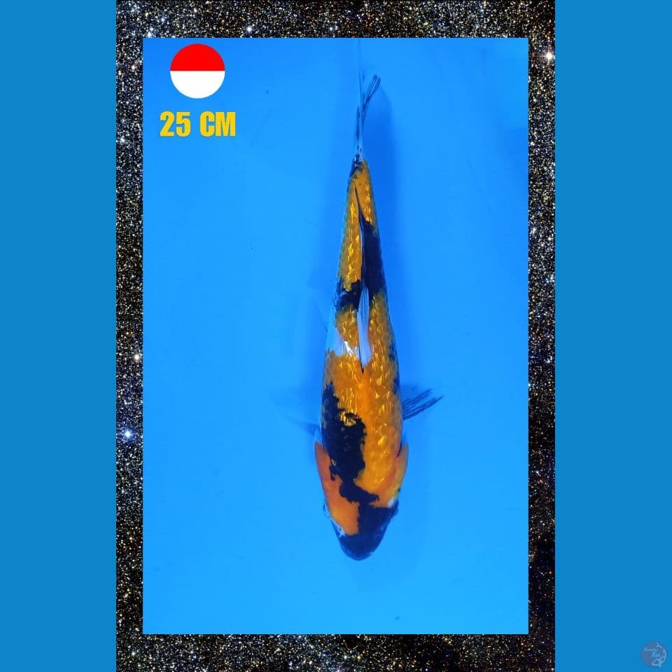 Showa Ginrin 25cm Male