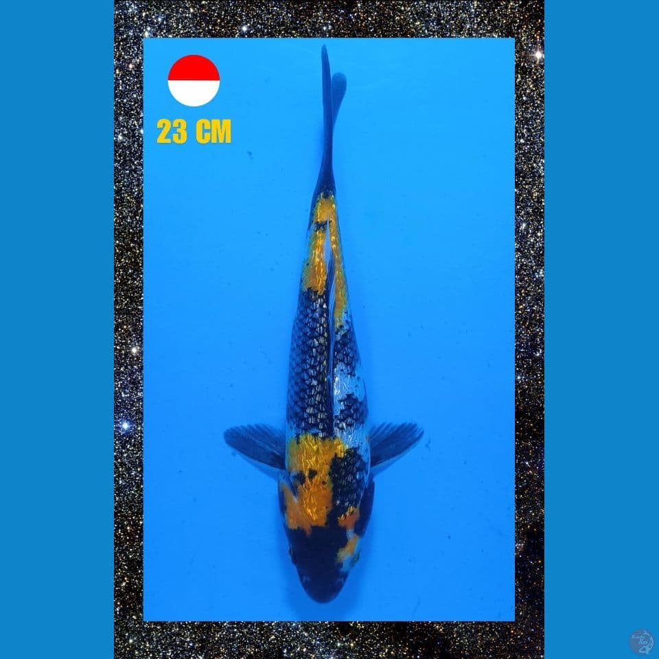 Showa Ginrin 23cm Male