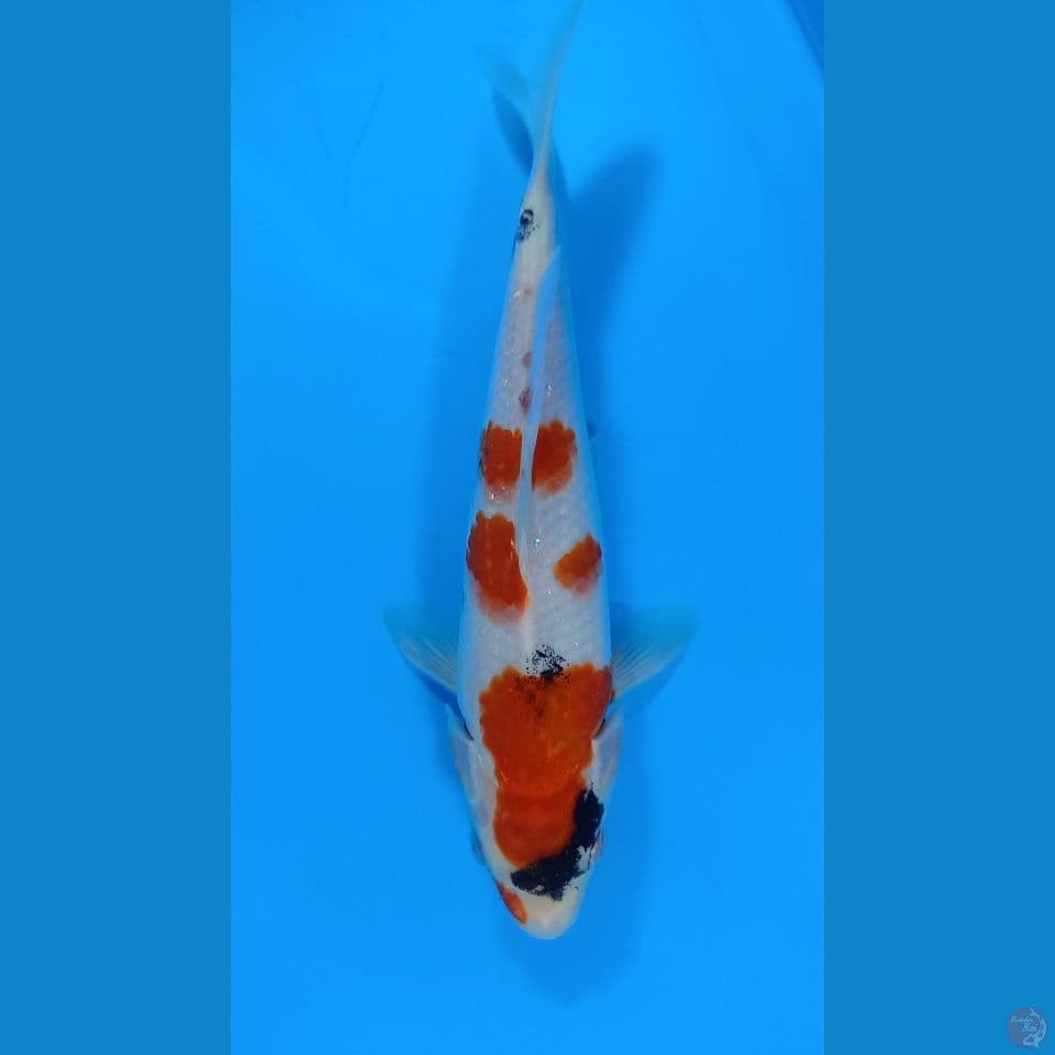 Showa 3 step 25cm
