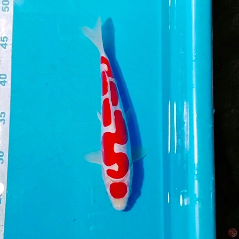 pure doitsun male 25cm