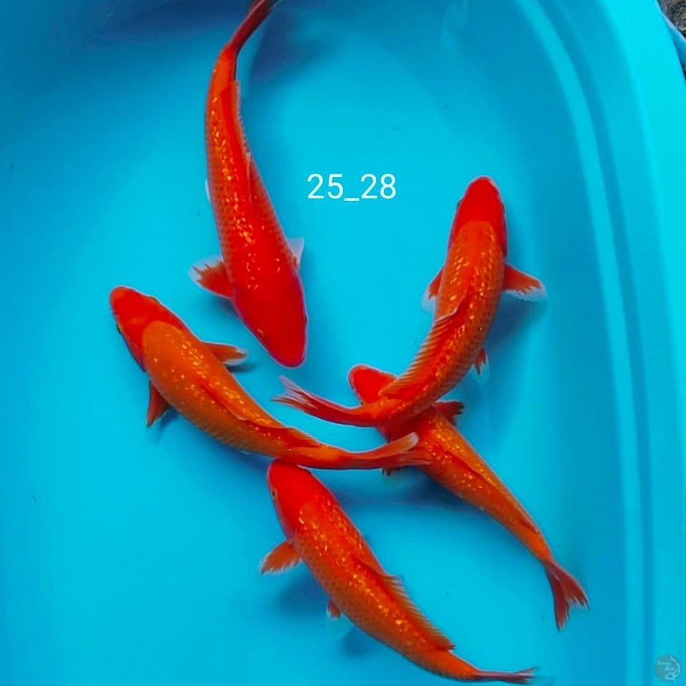 benigoi tembos 25_28cm.