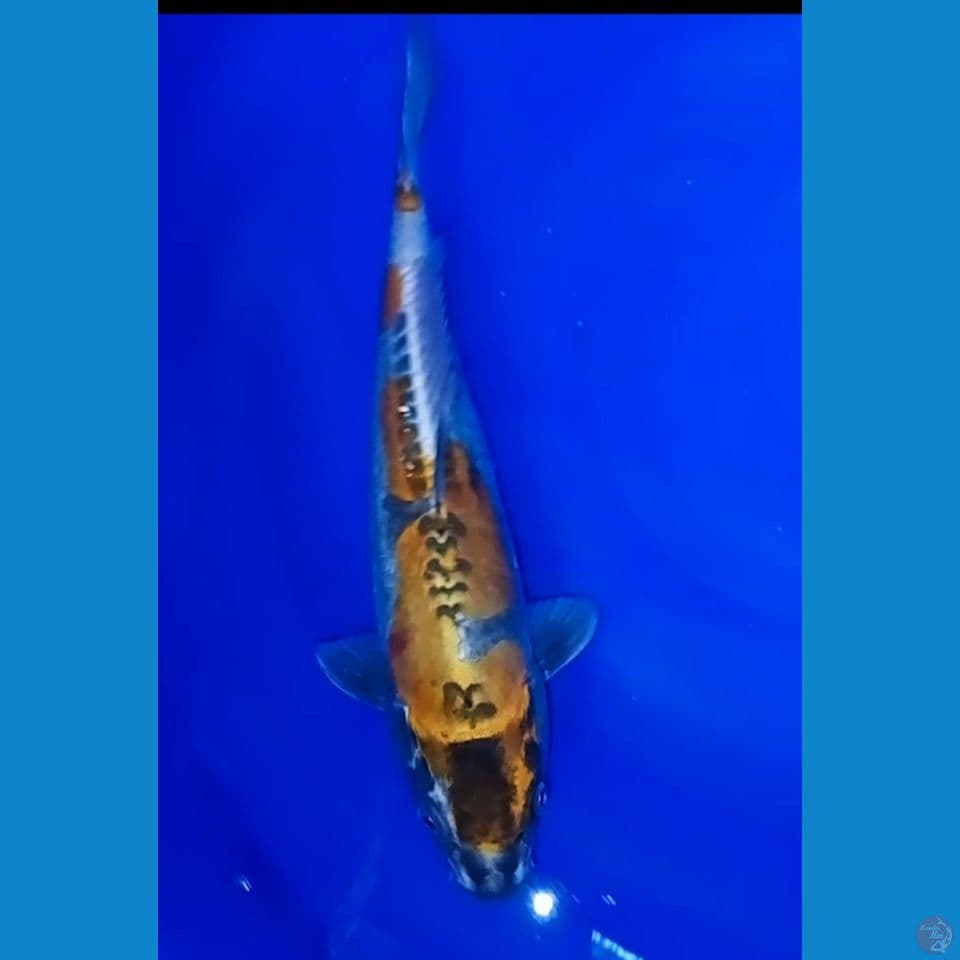 INAZUMA KIKO 35 CM
