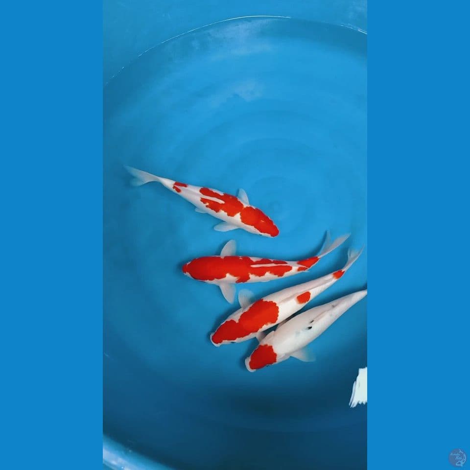 kohaku