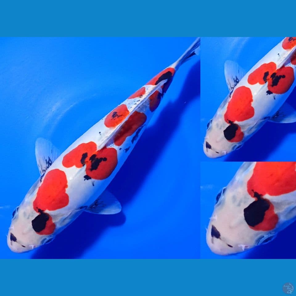 TATEGOI SHOWA DOITSU MOTOGORO 34CM