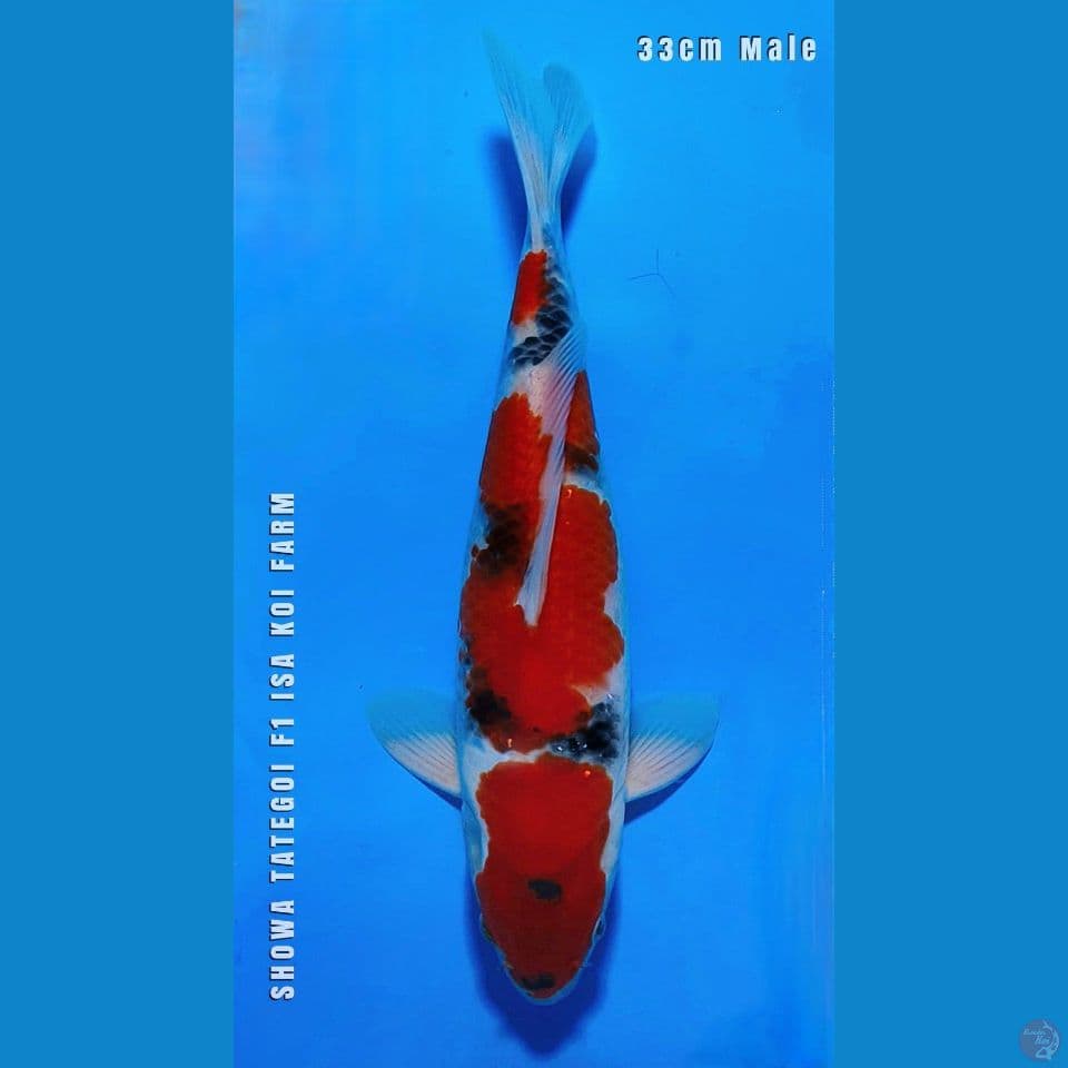 SHOW A HQ 33CM MALE ORYGINAL