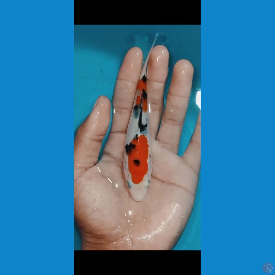 sanke 12 cm