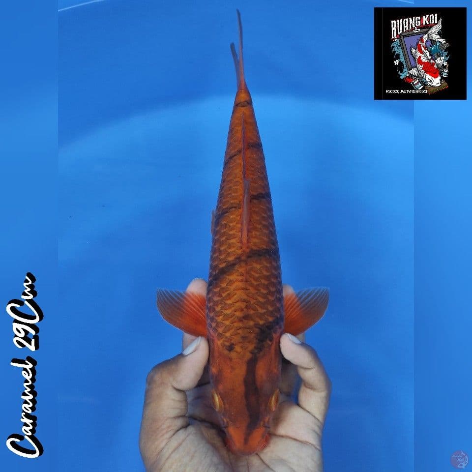 Caramel 29Cm