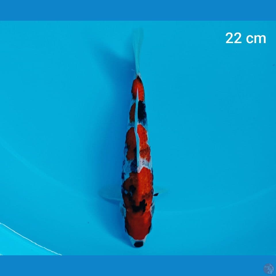 showa 22 cm