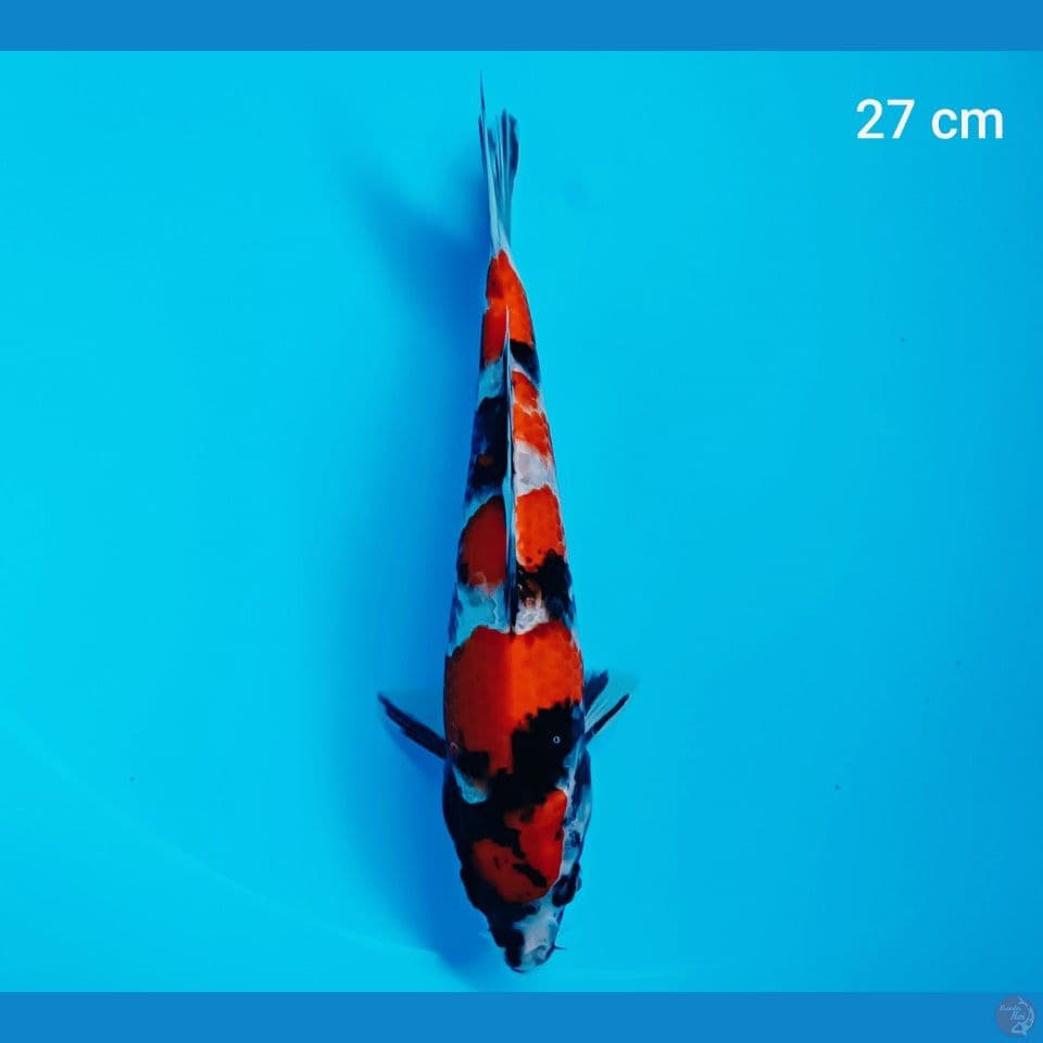 showa 27 cm