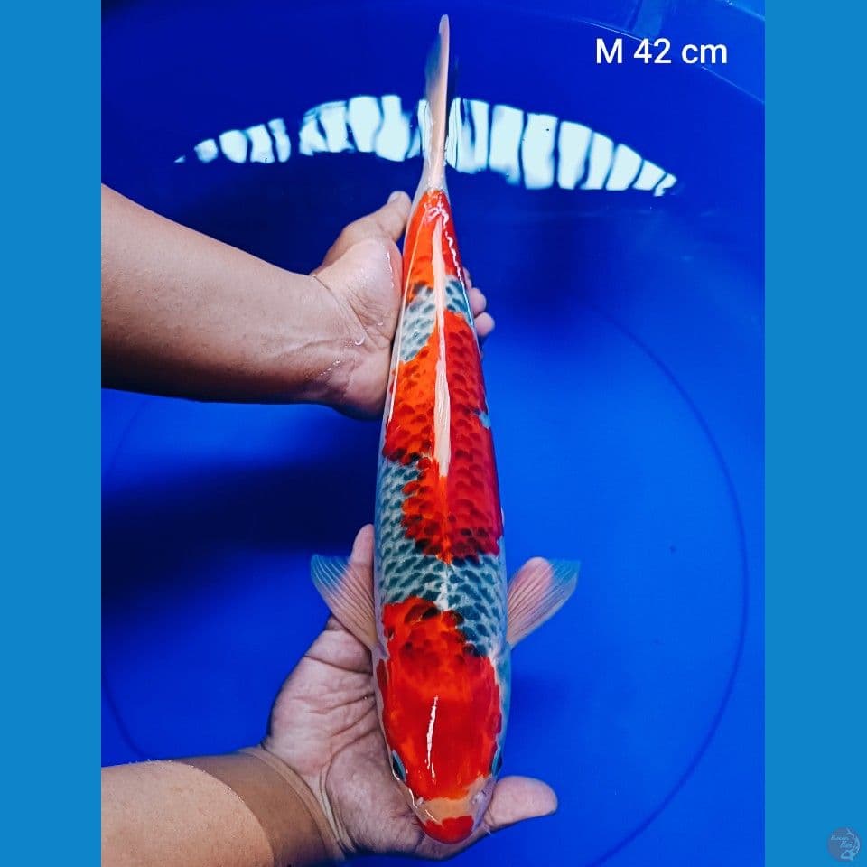 ready gosiki m 42 cm