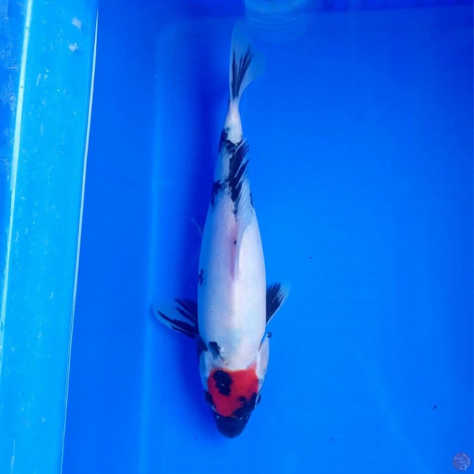 TANCHO SHOWA 28CM