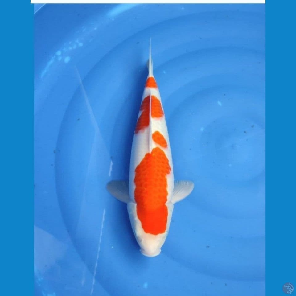 kohaku ori 41 cm f