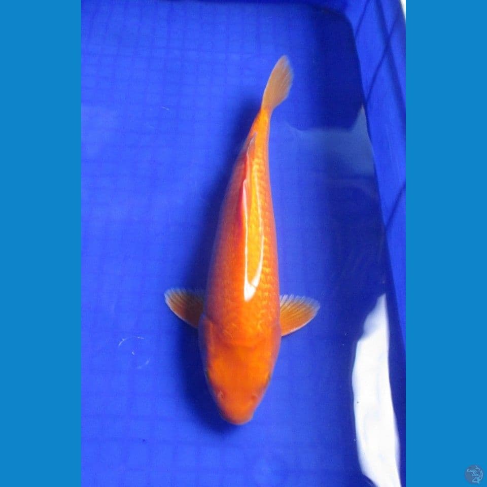 Karashi Gindrin Mata Merah 33Cm