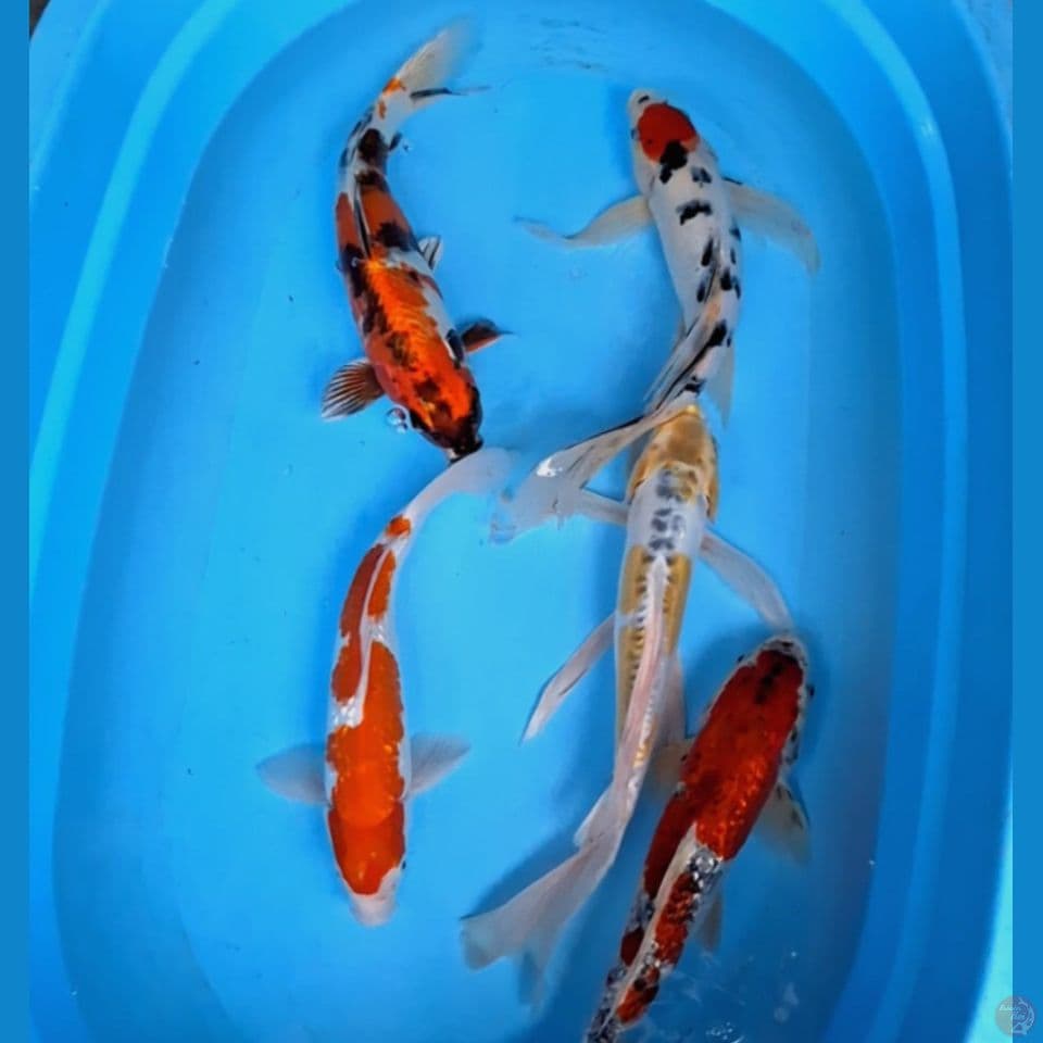 30-37cm mix