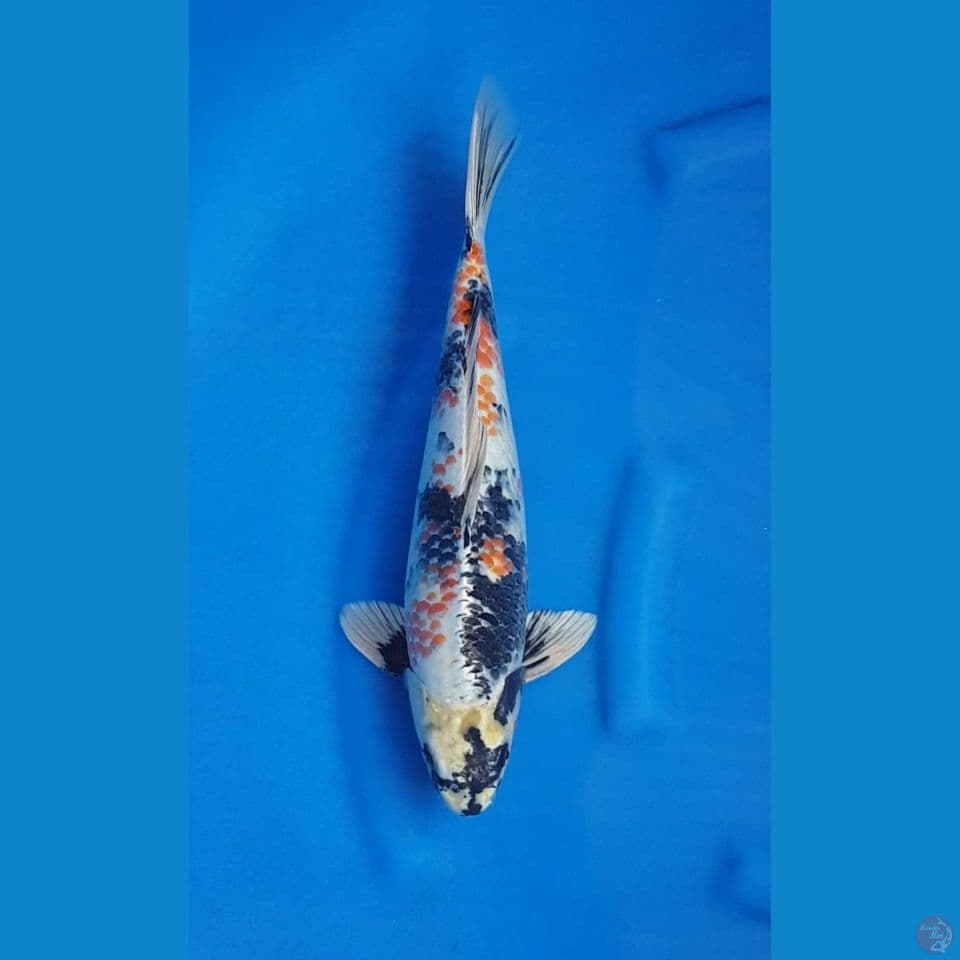 KIN SHOWA KANOKO