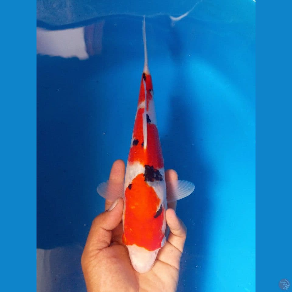 Sanke 30cm Male