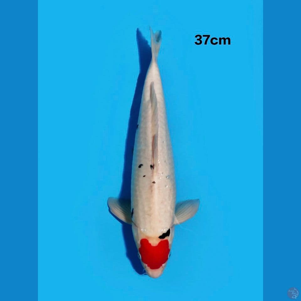 tancho love aragoke 37cm male
