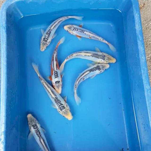 Shusui 7 ekor prospek