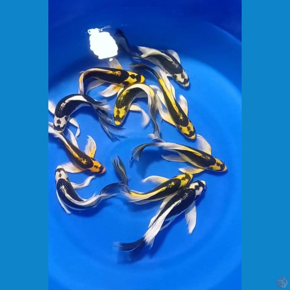 PENARI KOLAM KABUTO GONDRONG" 10ekor GRADE++ 24_27CM