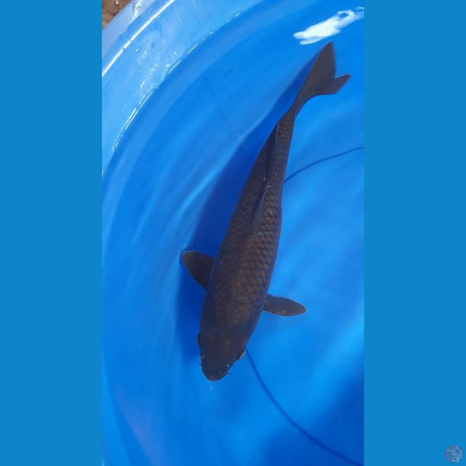 39cm BLACK CHAGOI