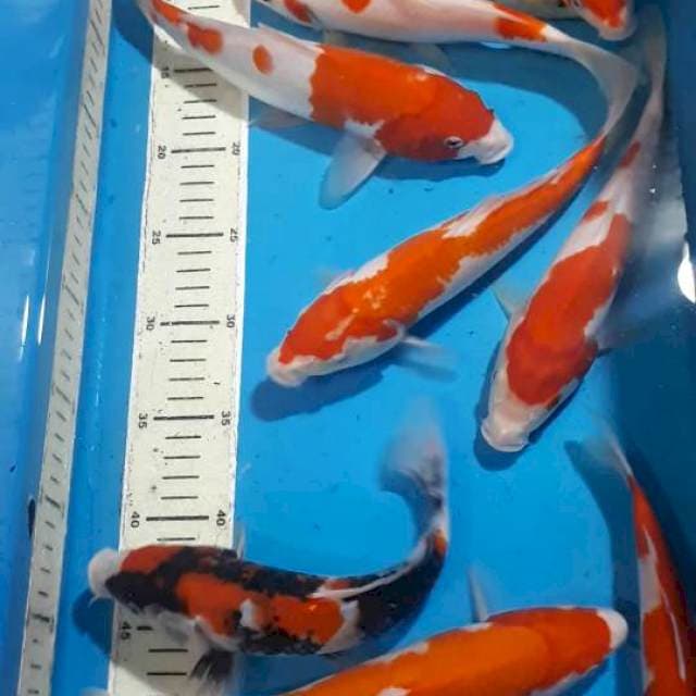 MIX KOI 20 SAMPAI 25 CM