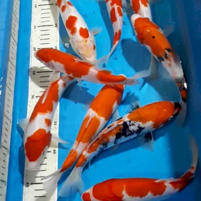 MIX KOI 20 SAMPAI 33 CM