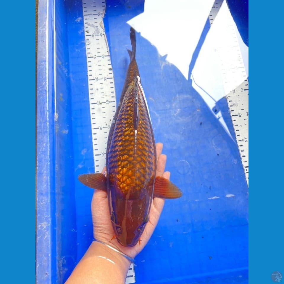 v6 chagoi 36